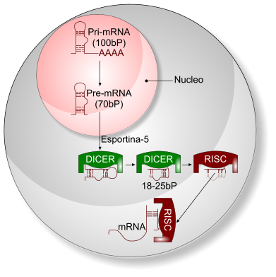 Micro-RNA