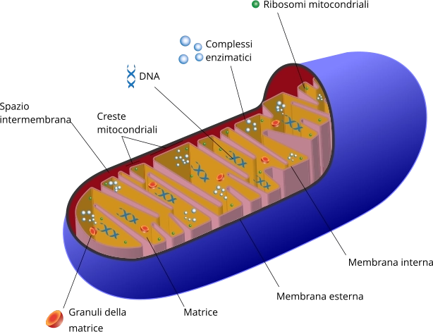 Mitocondrio struttura