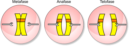 Mitosi anafase telofase centromero cromosoma
