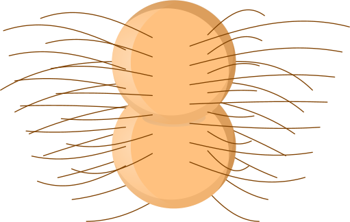 Neisseria gonorrhoeae struttura diplococco