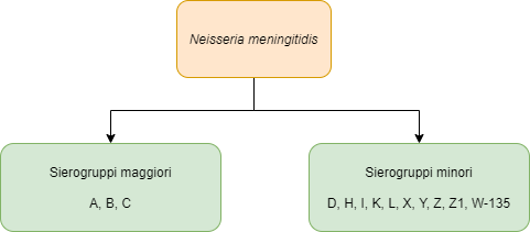 Neisseria meningitidis classificazione sierotipi
