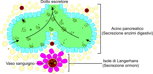 Pancreas struttura cellulare