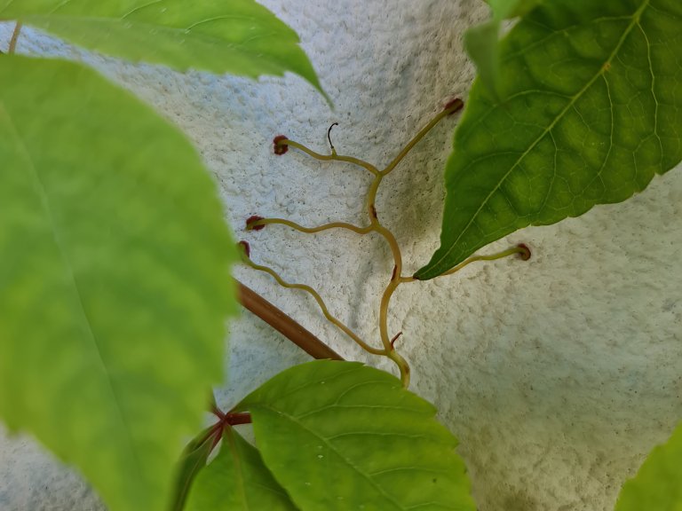 Parthenocissus quinquefolia fusto modificato