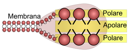 Polarità membrana cellulare