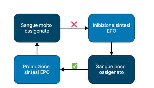 Regolazione ormonale della sintesi degli eritrociti tramite EPO