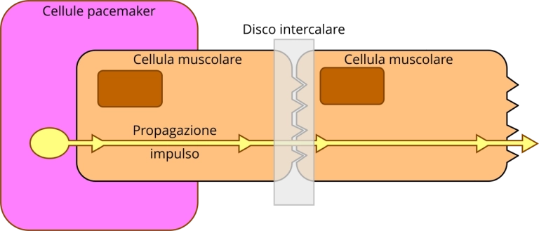 Sangue cardiociti dischi intercalari