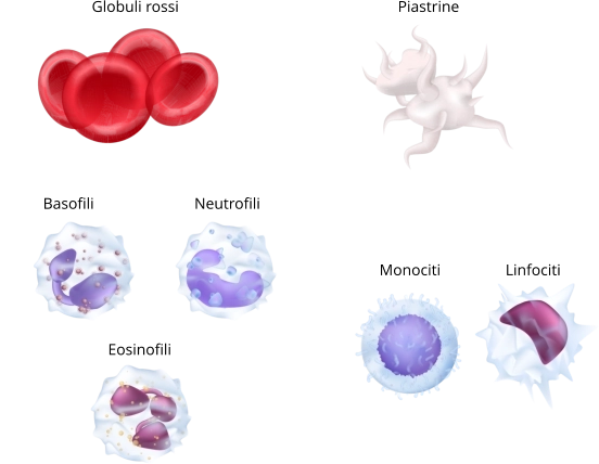 Sangue composizione cellule