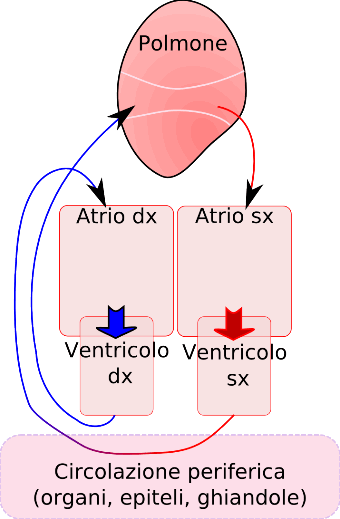 Schema circolazione
