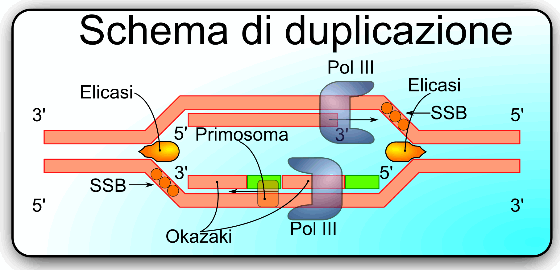 Schema di duplicazione del DNA