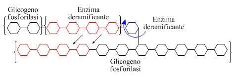 Schema glicogenolisi