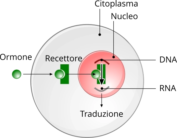 Sistema endocrino meccanismo azione ormoni steroidei