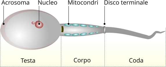 struttura di uno spermatozoo