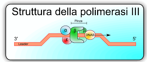Struttura DNA polimerasi III