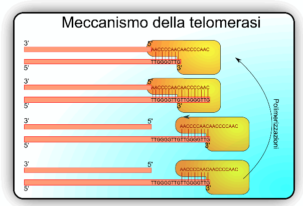 Telomerasi