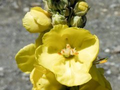 Verbascum thapsus fiore