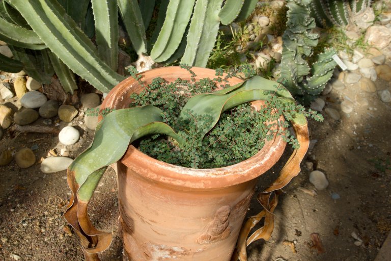 Welwitschia mirabilis vaso