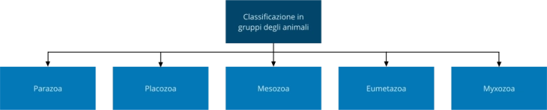 Zoologia classificazione gruppi animali