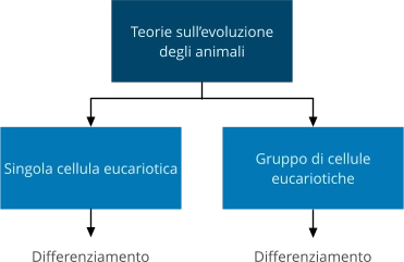 Teorie sull'evoluzione degli animali