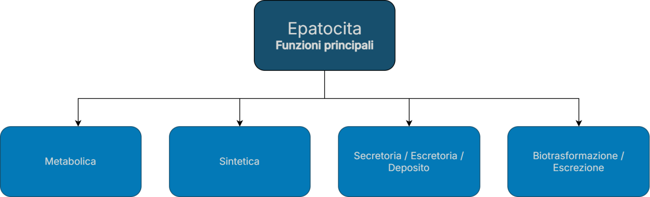 Epatocita e triade portale