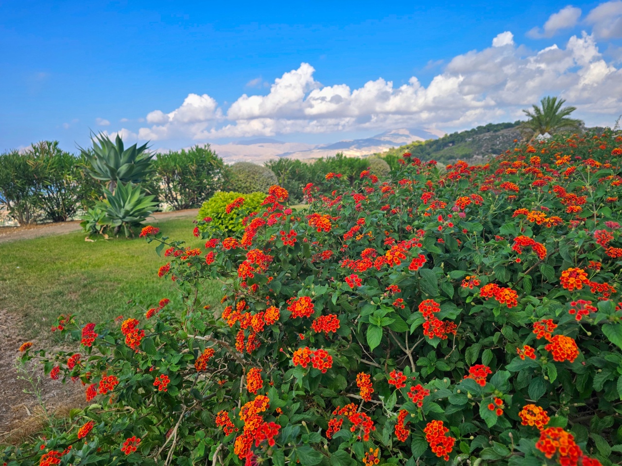 Esemplare di Lantana camara con fiori rossi.