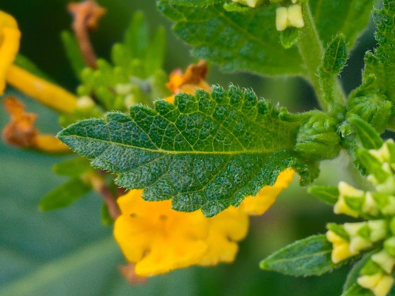 lantana-foglia.jpg