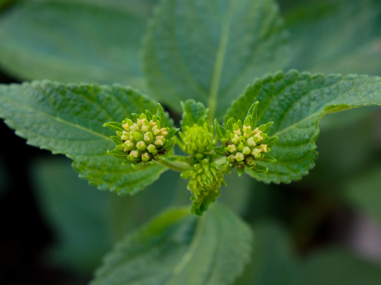 Infiorescenza di Lantana